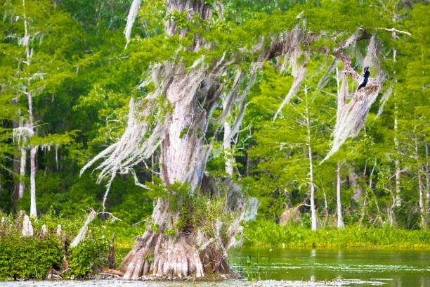 istock Wakulla Springs in Northern Florida 1148910470