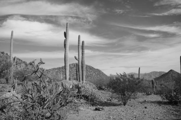 istock Saguaro National Park Against Cloudy Sky In Monochrome 1148910570