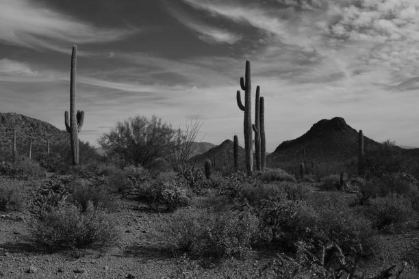 istock Saguaro National Park Against Cloudy Sky In Monochrome 1148910571