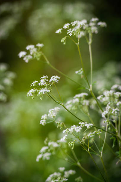 Cow Parsley Cow Parsley in woodland cow parsley stock pictures, royalty-free photos & images