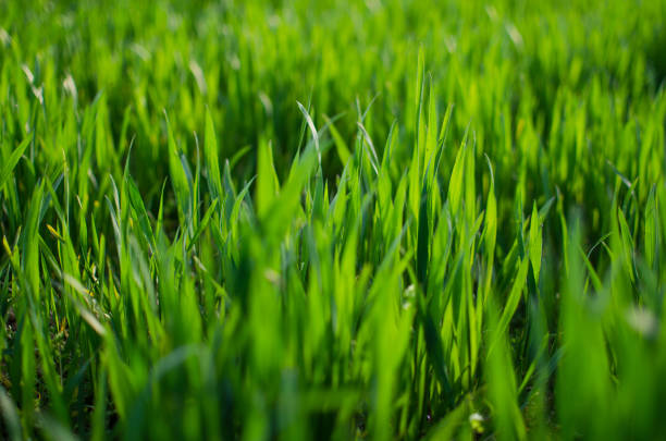 istock Green grass stem growing outdoors 1148911779