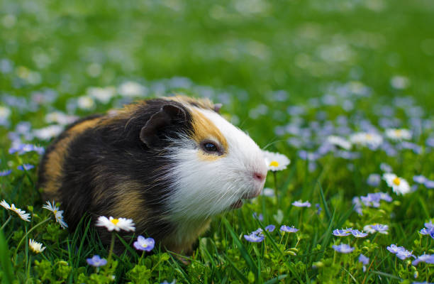 istock guinea pig walks in the fresh air and eating 1148911809