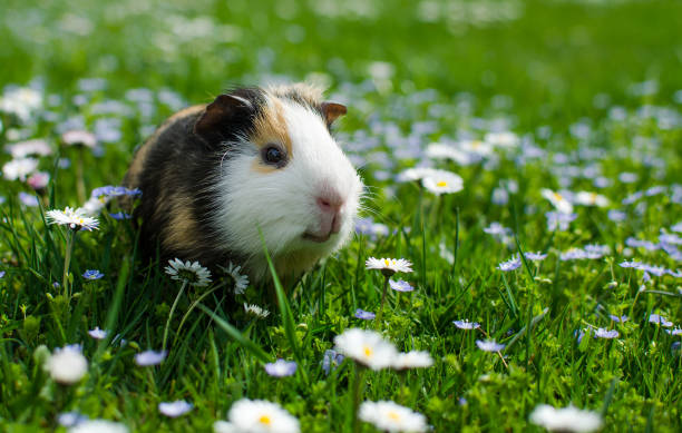 guinea pig walks in the fresh air and eating - tame imagens e fotografias de stock