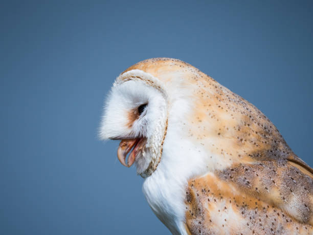 istock Close up of a barn owl after swallowing a mouse 1148911908