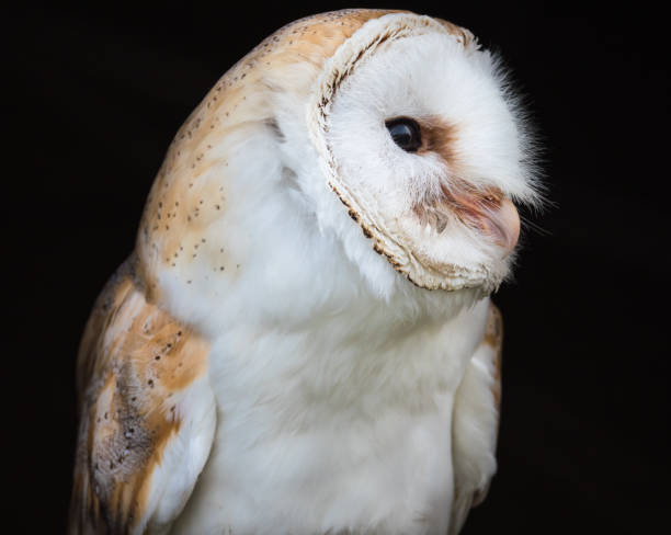 istock Close up view of a barn owl 1148911914