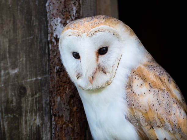 istock Close up view of a barn owl 1148911928