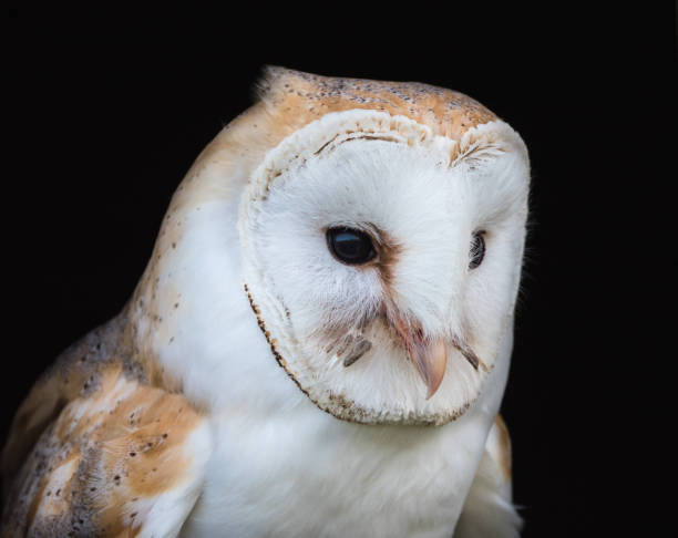 istock Close up view of a barn owl 1148911929
