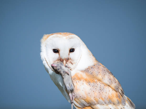 istock Close up of a barn owl with a mouse 1148911934