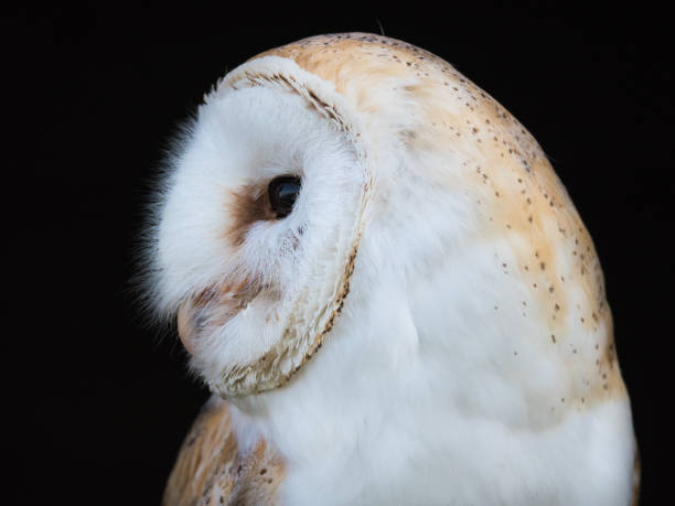 istock Close up view of a barn owl 1148911950