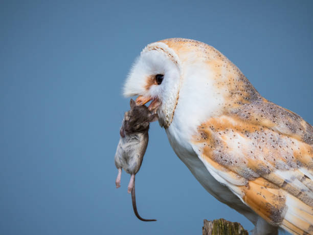 istock Close up of a barn owl with a mouse 1148911951