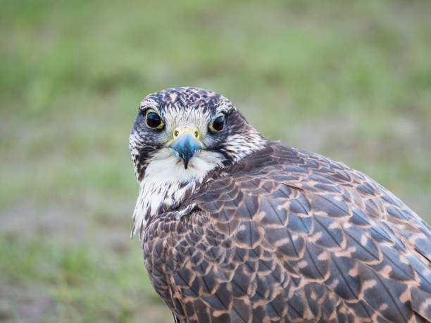 istock Lanner falcon sits against a green background 1148911961