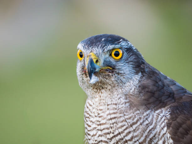 istock Close up view of a hybrid falcon 1148911983