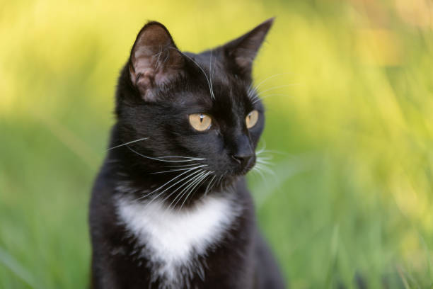 istock Black and white domestic cat looks to the side while hunting 1148913616