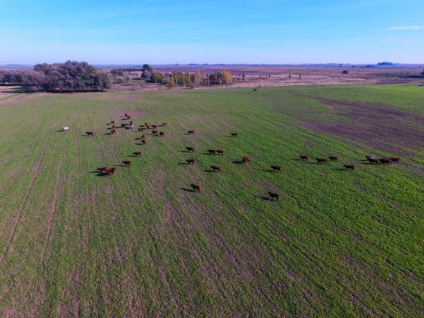 istock Field pampeano.vista aerial 1148914205
