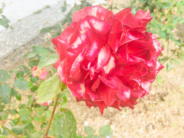 Rose of Paradise