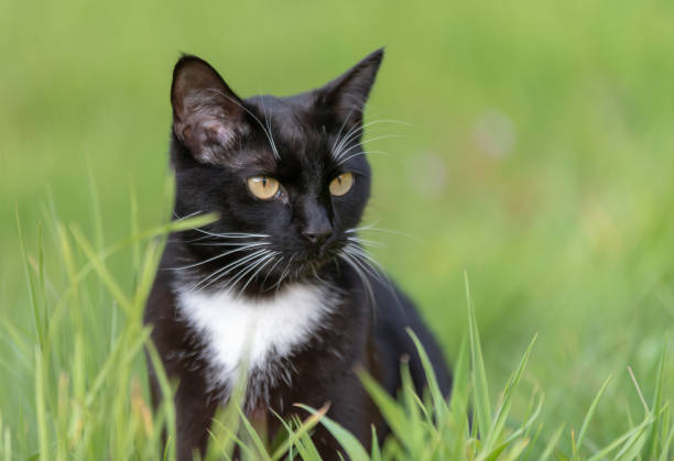 istock Black and white domestic cat in long grass 1148914373