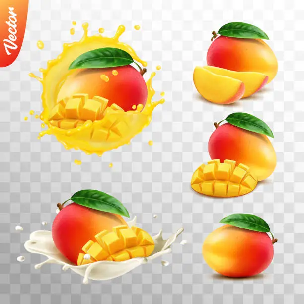 Vector illustration of 3d realistic transparent isolated vector set, whole and slice of mango fruit, mango in a splash of juice with drops, mango in a splash of milk or yogurt