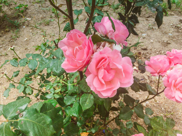 Rose of Paradise