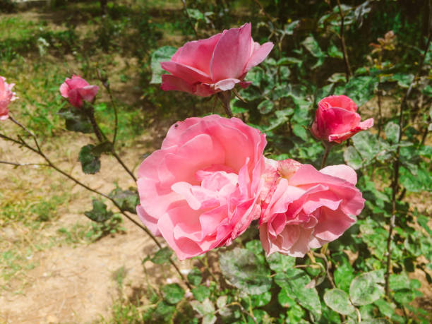 Rose of Paradise