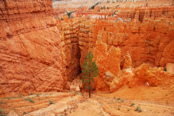 национальный парк брайс-каньон. тропа уолл-стрит - pine tree tree isolated ponderosa pine tree стоковые фото и изображения