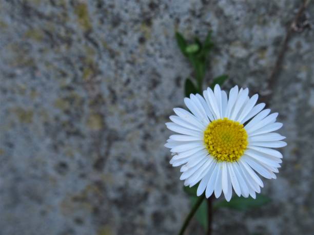 istock White and yellow flower against a stone wall 1148915653