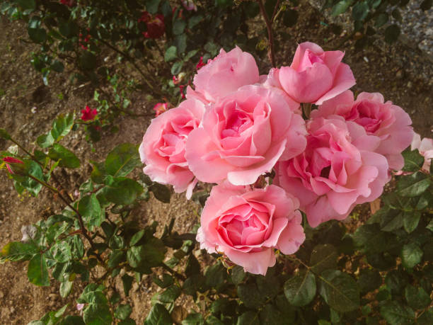 istock Rose of Paradise 1148917229