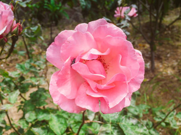 Rose of Paradise