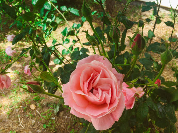 Rose of Paradise