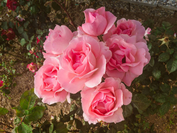 istock Rose of Paradise 1148918002