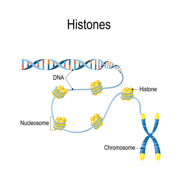 ヒストン。模式図は、染色体中の遺伝物質の組織およびパッケージングを示す。 - genetic information点のイラスト素材／クリップアート素材／マンガ素材／アイコン素材