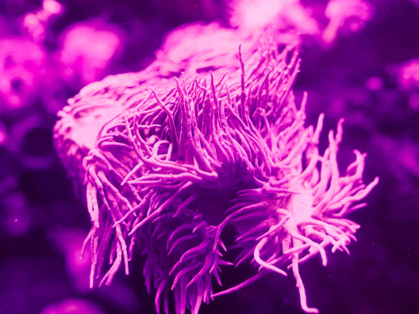 istock sea corals in blue water 1148919308