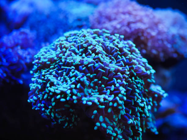 istock sea corals in blue water 1148919309