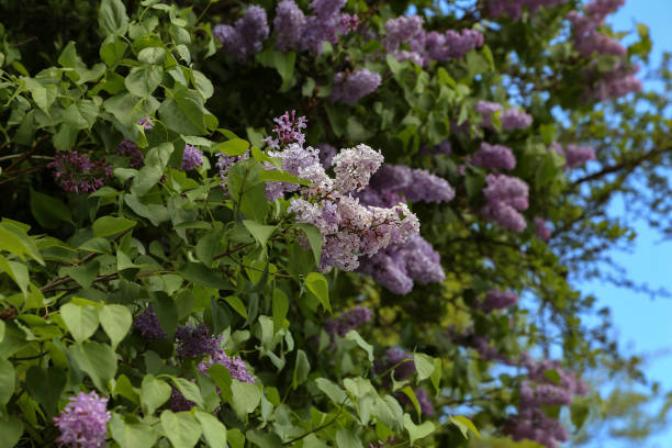 istock Spring. Blooming lilacs in the town park 1148919423
