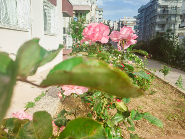 Rose of Paradise
