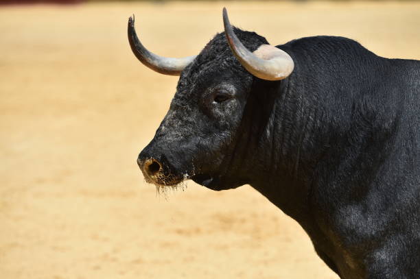 istock Head of bull 1148919744