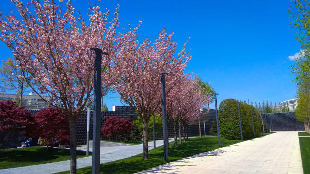 istock Tree-lined paved pathway in spring in a public park. Ornamental trees along a walkway in a new park. 1148919783