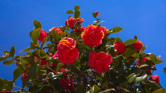 Prolific camellia japonica upper branches having red blooms & dense, glossy foliage.\nLooking up at red camellia spring blooms with glossy, green leaves on shrub top against the blue sky.