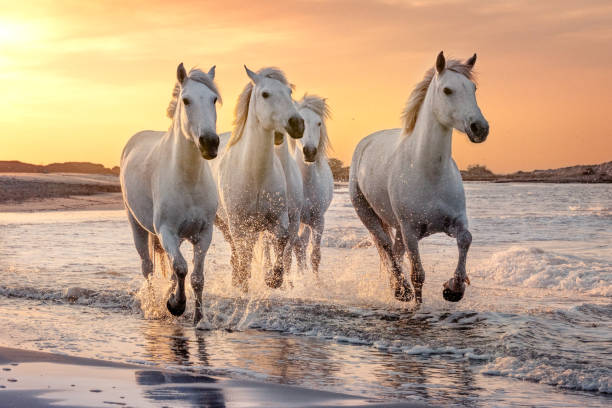 kuvapankkikuvat ja rojaltivapaat kuvat aiheesta valkoisia hevosia camarguessa, ranskassa. - white horse