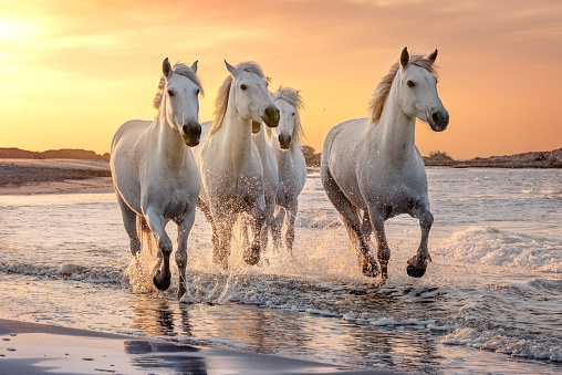 White horses are galoping in the water  all over the sea in Camargue, France.