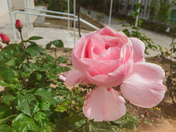 Rose of Paradise