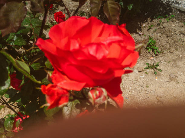 Rose of Paradise