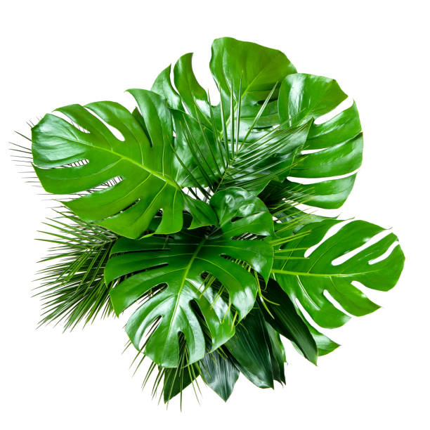 istock Bouquet of various tropical leaves on white background 1148924038