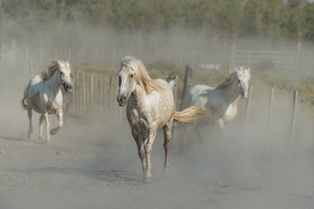 white horse run in dust