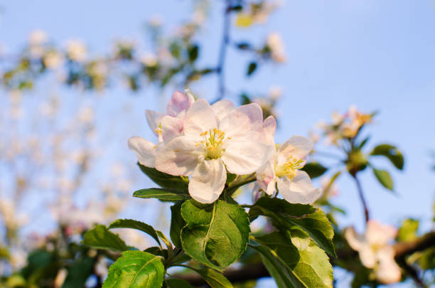 istock Pink delicate and fragrant apple blossoms in spring 1148925582