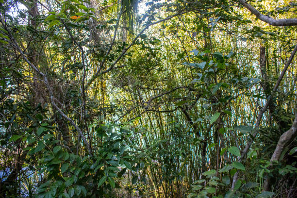 istock Trail in Mata-Rio de Janeiro-Brazil 1148926285