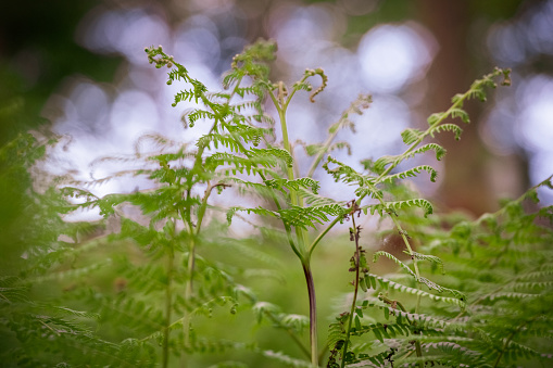 Close up of a fern plant in the forest undergrowth