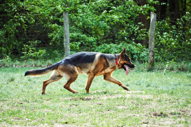 istock running dog Alsatian shepherd breed in the meadow 1148926792