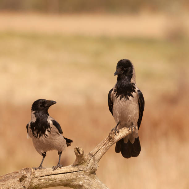 istock Two Hooded Crows, Corvus cornix, on a twig against a defocussed natural background. Early morning light; Square format 1148927560