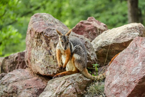 istock Yellow footed rock wallaby kangaroo ( Petrogale xanthopus ) sitting on red rocks 1148928483