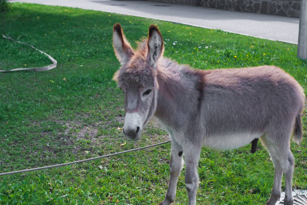 osioł jedzący trawę w ogrodzie w letni dzień. zoo - donkey mule large grazing zdjęcia i obrazy z banku zdjęć